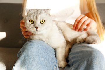 Portrait of cute scottish Fold breed cat with yellow eyes busking with owner home. Soft fluffy purebred lop-eared short hair kitty catching sun on young woman's lap. Background, copy space, close up.