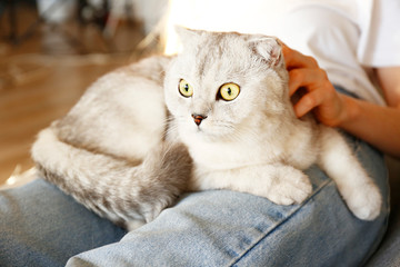 Portrait of cute scottish Fold breed cat with yellow eyes busking with owner home. Soft fluffy...