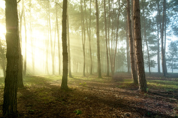  misty forest during a foggy winter day  by Sunbeams through Fog