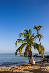 Fototapeta na wymiar Beach Palm Trees