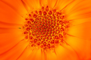 Orange Calendula