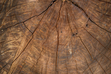 Fototapeta premium wood texture