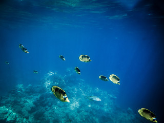 Diving in Egypt