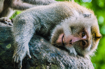Monkey in Bali