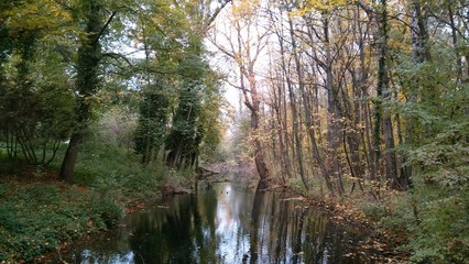 Forest with river in autumn, West Slovakia, South Slovakia, near Bratislava