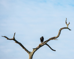 Black Vulture on a dead tree in Brazos Bend State Park!