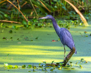 Little blue heron in duckweed!