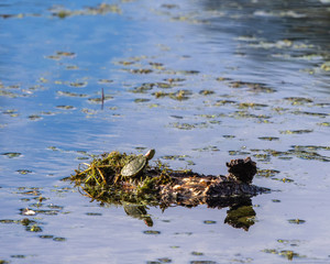 Small turtle on a floating log!