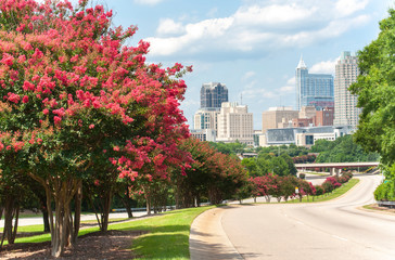 Looking towards the downtown Raleigh skyline with beautiful Crepe Myrtle trees in bloom.