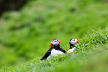 24th May 2015, Pembrokeshire, Wales. Atlantic puffins on clifftop.