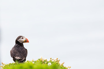 Biologists announce record numbers of puffins on Skomer island