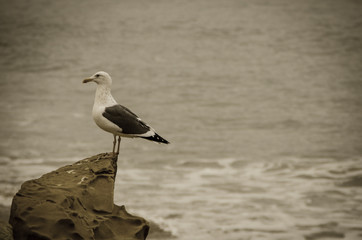Sea gull on the Baltic Sea