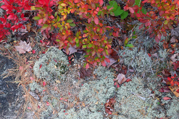 Acadia National Park, ME, USA. 