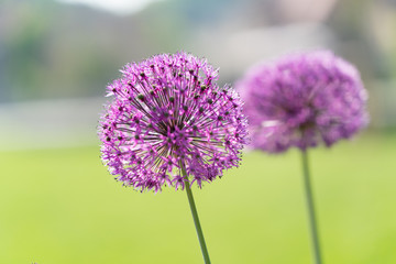 Fototapeta premium Decorative purple bow.