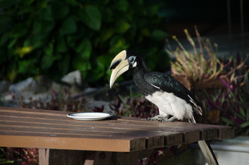 Oriental pied hornbill bird on Pinang Island - Penang eating food from plate on table