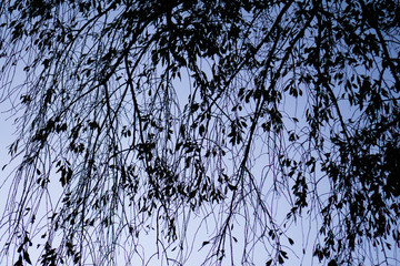 Abstract pattern from silhouettes of leaves