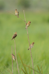 Asian Golden Weaver perching on branch