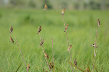 Asian Golden Weaver