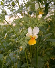 Yellow viola growing on the meadow in South Moravia