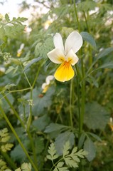 Yellow viola growing on the meadow in South Moravia