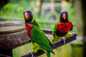 Papagei in Bird Park Kuala Lumpur