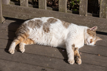 日本の猫　眠るデブネコ