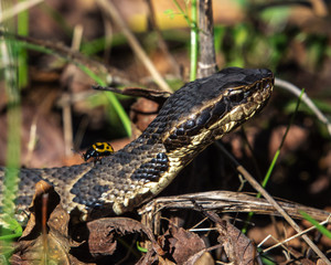 Cottonmouth along the trail in Brazos Bend State Park!