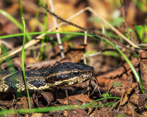 Cottonmouth sticking out its tongue in Brazos Bend State Park!