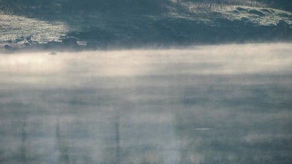 BIRD FLYING OVER THE LAKE WITH FOG
