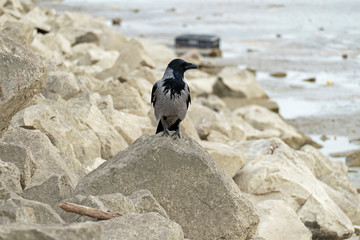 Black raven at the river bank