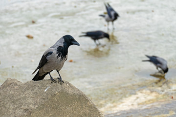 Black raven at the river bank
