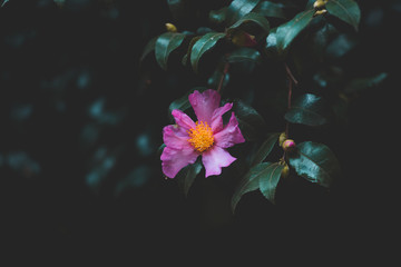 Fototapeta na wymiar Rhododendron bloom in dark contrast