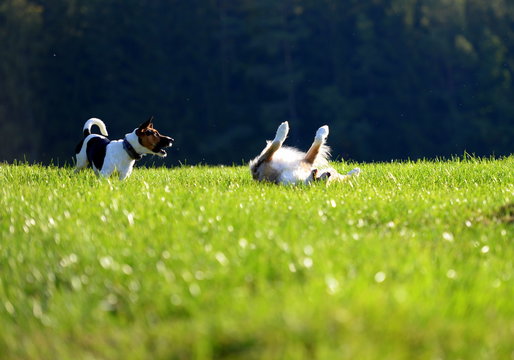 Hoch die H&auml;nde, Wochenende.Kleiner dreifarbiger Parson Russel Terrier bellt auf einer Wiese einen auf den R&uuml;cken liegenden H&uuml;tehund an.