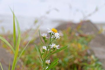 Daisy flowers at the riverbank