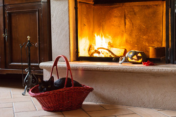 Black cat and halloween pumpkin 