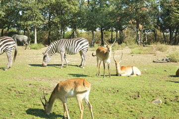 zebre