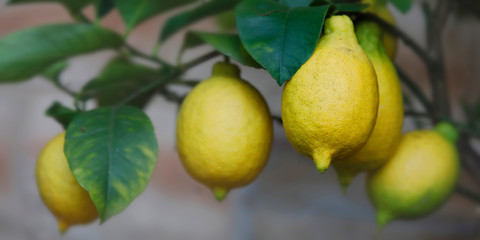 Zitronen am Baum, softig, Panorama