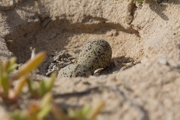 An nest with eggs of a Kentish plover (Charadrius alexandrinus) in the desert on the island of Cape verde.