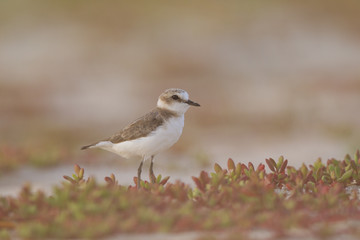 An adult Kentish plover (Charadrius alexandrinus) foraging in the desert on the island of Cape verde