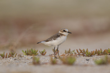 An adult Kentish plover (Charadrius alexandrinus) foraging in the desert on the island of Cape verde