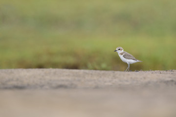 An adult Kentish plover (Charadrius alexandrinus) foraging in the desert on the island of Cape verde