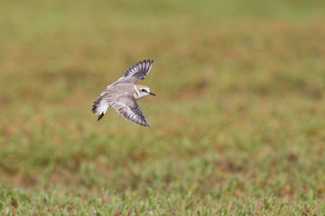 An adult Kentish plover (Charadrius alexandrinus) flying in highspeed on the island of Cape verde