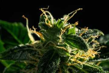 Obraz premium Abstract macro detail of cannabis bud with visible hairs and trichomes. Cultivation of hybrid varieties of Indica and Sativa medical universities.