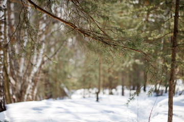 Image of snow trail and trees in forest