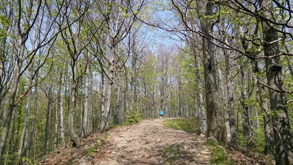 Fototapeta premium Pathway in forest durring spring in East Slovakia