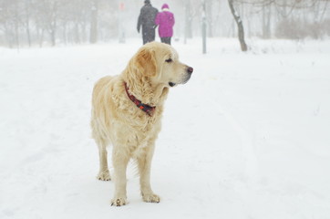 golden retriever standing on a footpath in a snowy park