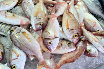 fresh dorado fish at the fish market macro