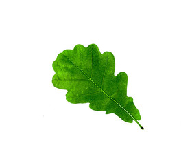 Autumn oak leaves on a white background