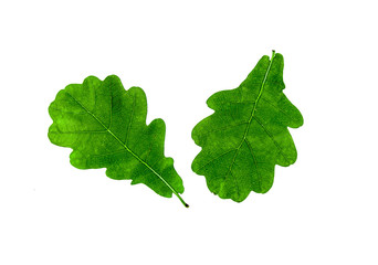 Autumn oak leaves on a white background
