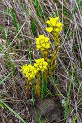 Four yellow young sprouts growing among dry last year grass